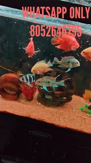 Fish Feeding #myfishtank#lucknow #feeding #frontosa#cichlid #frontosaFish#forsell#fishtank #aquarium