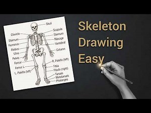 Human Skeleton Drawing Easy Step by Step | Skeletal System Diagram | ArtEdu