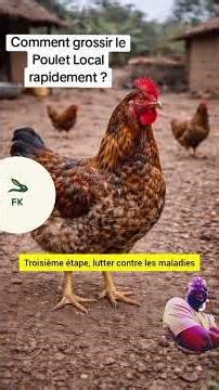 comment grossir le poulet local rapidement #elevagedespoules #cotedivoire #chine #france #chickens
