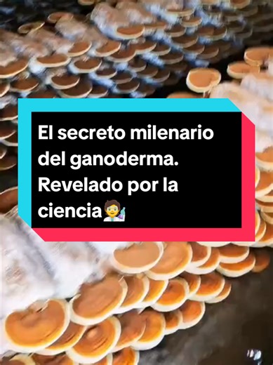El secreto milenario del ganoderma revelado por la ciencia. Descubre el poder oculto del Ganoderma lucidum (Reishi), un hongo venerado por la medicina tradicional china durante más de 2,000 años y ahora respaldado por estudios científicos modernos. ¿Sabías que contiene más de 400 compuestos bioactivos beneficiosos para tu salud? En este video, exploramos cómo sus propiedades inmunoestimulantes, antioxidantes y anticancerígenas pueden transformar tu bienestar. ¡No te pierdas esta reveladora infor