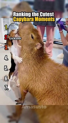 Ranking the Cutest Capybara Moments
