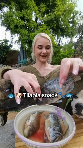 👩🏼‍🍳🐶 Gordon Ramsay, but for dogs 🐟🔥 Baking tilapia in the oven for my furry food critics 🐾 Ingredients: 🐟 Boneless, skinless tilapia 🫒 A drizzle of olive oil 🌿 Parsley (fresher breath) ✨ Pinch of turmeric Benefits? Oh, you mean the glow-up: ✔️ Lean protein ✔️ Omega-3s for shiny coat ✔️ Vitamin D for healthy bones & immune boost ✔️ Selenium is an antioxidant superhero ✔️ Zinc for skin & coat health (bye, itchies!) ✔️ Low in mercury it's safe for pups ✔️ Easy to digest ✔️ Anti-inflammat