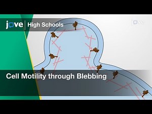 Cell Motility through Blebbing | Cell Bio | Video Textbooks - Preview