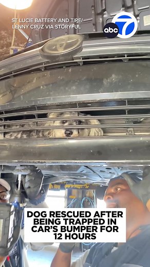 A woman hit a #dog with her car and couldn't figure out where it went, until she heard barking from her car's bumper almost 12 hours later. 🥺🐶🥰 Video shows the moment the crews at an auto shop in #Florida freed the dog. He was rescued with only minor injuries. #rescue #pets