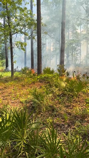 National Deer Association on Instagram: "Yes, you can use prescribed fire in hardwoods or mixed pine/hardwood forests to improve deer habitat. The key to avoid damaging overstory trees of any species is low-intensity fire that is backing into or flanking the wind, not a head fire that is burning with the wind. You also want to burn under the ideal conditions, including relative humidity, fuel moisture, wind speed, atmospheric mixing height, and other variables. See our Guide to Prescribed Fire o