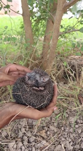 Indian hedgehog 🦔 #wildlife #Zoology #Science #Animal #viral #foryou #porcupine #hedgehog