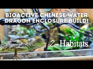 Bioactive Chinese Water Dragon Enclosure Build: Zen Habitats