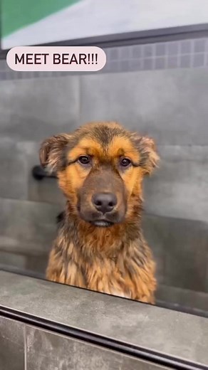 Our #SelfServeDogWash stations are great for Bear🐻 (and dogs 🐶)! Find one at your neighbourhood Pet Valu family of stores! | Pet Valu