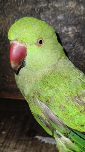 parrot funny video #parrotsound #parrottalking #parrotplaytime #babyparrot #greenparrot #parrotbaby