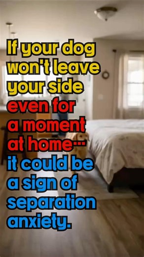 If your dog won’t leave your side even for a moment at homeit could be a sign of separation anxiety.