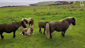 Shetland Ponies - Views from the Shetland Islands
