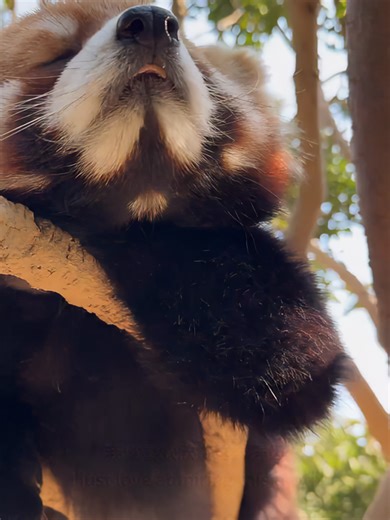 Understanding Overbites in Red Pandas