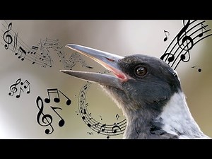 Australian Magpie Songs: Juvenile Practising Vocalisations