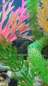 African Leopard Bush fish at R225ea | Fantasea Aquarium and Pet | Facebook