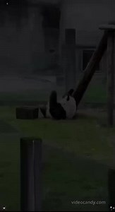 Pandas - Compilation.