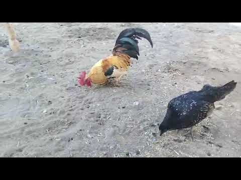 Cute Hen & Rooster Pair Enjoying Together || Natural Chicken Sounds