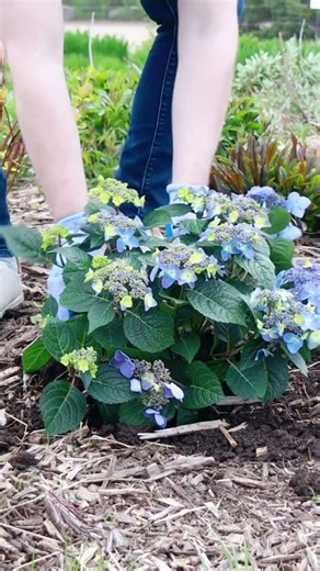 How to Plant Endless Summer® Hydrangeas