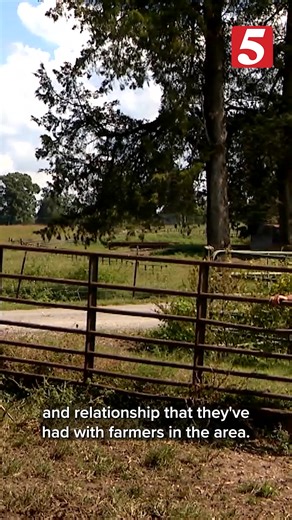 The distillery is ending its Cow Feeder Program to partner with an energy company, devastating local livestock operations that depend on the corn slop byproduct. | NewsChannel 5 Nashville