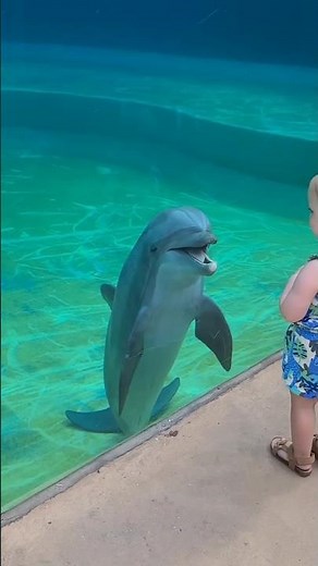 Why Do Dolphins Make This Strange Sound? 🐬🤯 #facts #shortsfeed