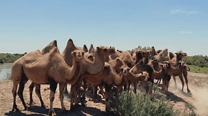Camels Desert Kazakhstan Landscape Panorama Central Stock Footage Video (100% Royalty-free) 3481099841 | Shutterstock
