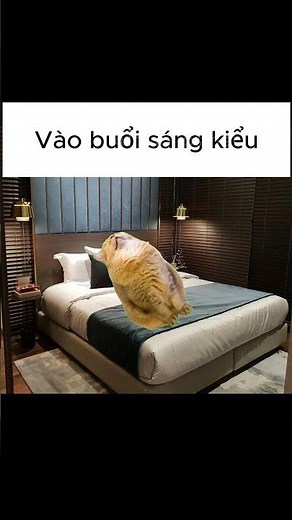 Có ai giống mình không 🤡 | @lmao-planet #memes #vietsub #catmemes #shorts #viral