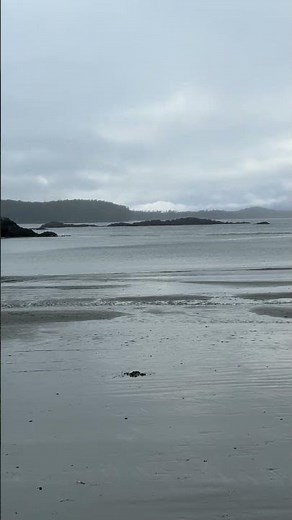 MacKenzie Beach Winter Storm Surfing! #tofino #surf #beach #pacific #pnw #rain #storm #birds #shorts