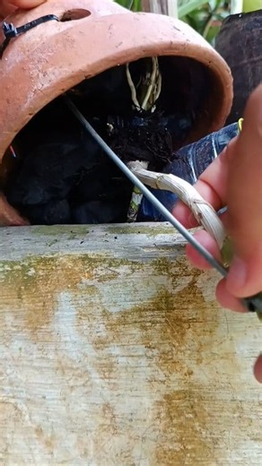 Keiki dendrobium yang minggu lalu baru ditanam pagi tadi ditemukan terjungkal. Ulah siapa kira-kira? 😅 #orchidcare #dendrobiumorchid #orchidkeiki #orchidlover #orchidtips #orquídeas | Ririn Purwandari