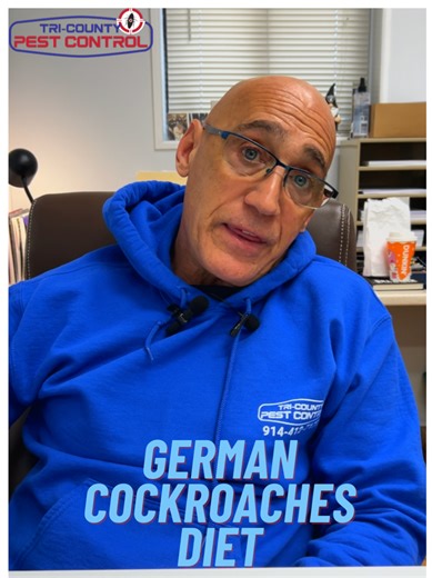 Did you know cockroaches will eat just about anything? 😬 Including other dead roaches and even their own feces 🪳😳 ☎️ 914-412-7177 #pestcontrol #pestcontrolnyc #exterminator #bugtok #bugsoftiktok #cockroaches #roachtok #pestcontrolfacts #pestcontrolservice #pestsolutions #pesteducation #pestmanagement #didyouknow? #learnsomethingnew #fyp