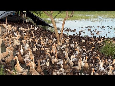 ‘’5,000 Ducks in One Farm! Amazing Duck Farming in the Rice Field” @ScenicNatural