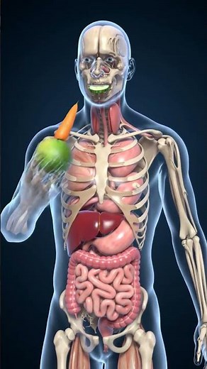 Human Digestive System 3D Animation | Food Journey Inside the Body | 8 Sec Video