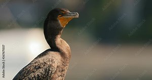 Double-crested cormorant bird behavior during mating season. Seabird with colorful head with bright green eye and yellow beak is calling the female. Wild bird is on blurred background. Wild nature 4K