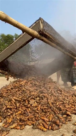 Turmeric Powder Making - Traditional Village Technique #viral