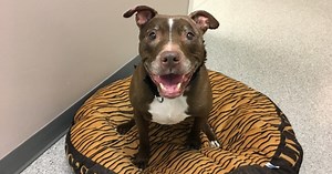 New Mexico dog found in Nebraska two years later