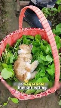 World’s Smallest Dwarf Rabbit: Cute Tiny Pet #DwarfRabbit #CutePet #TinyAnimal