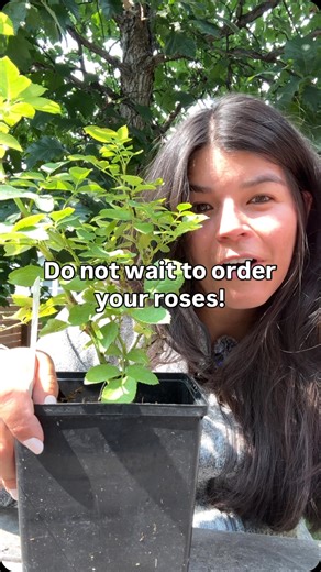 We love fall for planting roses! Cooler temps allow for the roots to get established and give your plants a head start for spring! | Jackson & Perkins