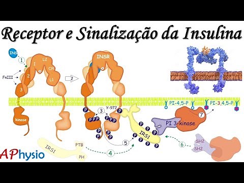 Insulina - Receptor e Vias de Sinalização