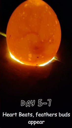 Egg Hatching | Time Lapse #hatching #chicken #birds #newshorts #newvideo #egg