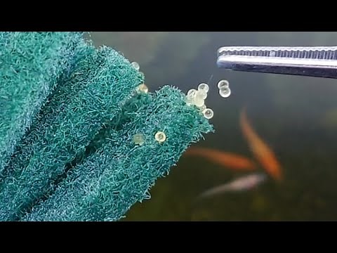 【メダカの産卵】メダカの卵を「どうやって孵化させて育てるのか？」簡単な針子の育て方をご紹介します。グリーンウォーターだけで育てる。
