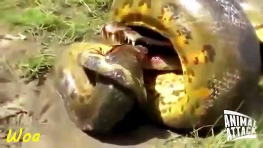 Giant Anaconda vs. python attack Crocodile Compilation