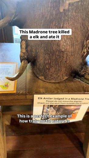 The Elk Eating Tree In The Old Growth Redwood Forest - The Skull Tree