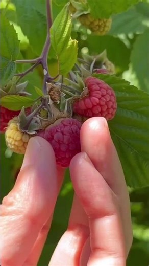 "Exotic Chinese Fruits You’ve Never Seen Before!"