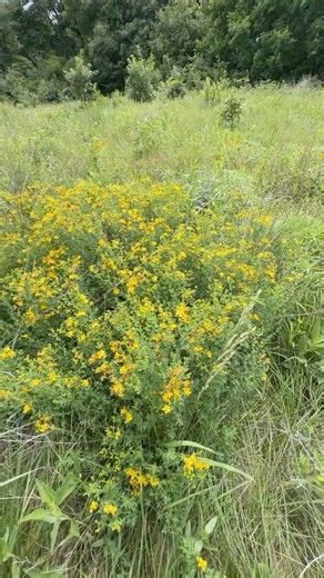 🌼 A Sea of Golden Wildflowers! Nature’s Beauty on Full Display