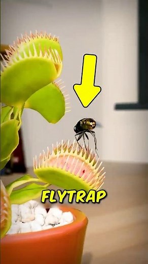 Why a Venus Flytrap Won’t Snap on First Touch😳