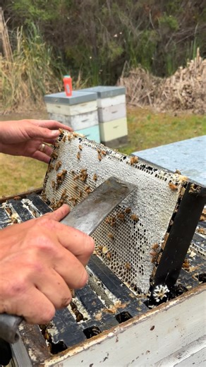 Jelly jelly straight from the comb 🤤 #honey #bees #manuka #honeybees | Gavins Honey