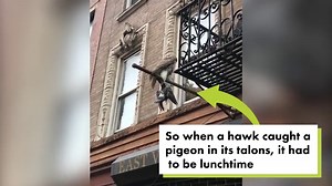 Hawk kills pigeon in NYC and doesn’t bother eating it