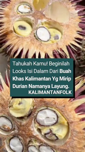 KALIMANTAN FOLK on Instagram: "KALIAN SUKA DURIAN atau LAYUNG Bagi yang belum tau, beginilah penampakan isi dari buah lahung atau layung orang Kalimantan menyebutnya. Buah layung atau lahung (Durio dulcis) yang viral saat ini karena masuki musim buah, sejenis buah durian endemik dari Kalimantan. Buah ini dikenal juga dengan sebutan durian merah karena ciri khas kulitnya yang berwarna merah tua hingga cokelat kemerahan. Rasanya manis dengan aroma yang tidak sekuat durian pada umumnya. Kalian lebi