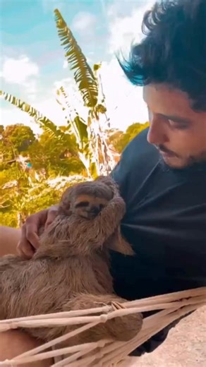 When a sloth wants to cuddle with you 🥹❤️ #shorts_GGS_CUT | Laurel Bravo