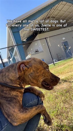 🚨 shelter is back at CODE RED ‼️ We have so many well mannered pups right now. Quiet, calm, and well behaved. This little lady is one of them! She is so quiet and dainty. And not to mention INCREDIBLY sweet. All she wants to do is crawl into your lap. She’s honestly one of the kindest little dogs you will meet. Also, it’s hard to tell in photos, but Joelle is a smaller sized girl! Pint size! 🐾 Joelle Available for —#rescue or #adoption 🩷 female 🎂 1 and 1/2 years 🧬 terrier houndy x 1st vacci