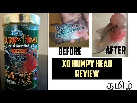 Xo humpy head review with proof |Best flowerhorn fish food for hump growth | Aquapets & farm