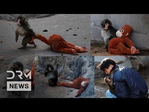 EMOTIONAL STORY: Abandoned Baby Monkey Punch Finds Comfort in Stuffed Orangutan at Zoo | AO1B